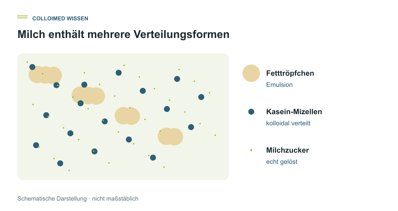 Milch als kolloidales Mischsystem Milchschema mit Fetttröpfchen, Kasein-Mizellen und gelöstem Milchzucker
