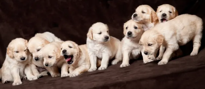 Kolloide für Hunde von Colloimed – glückliche Hunde vor VitalMix Hundeglück Spurenelementen