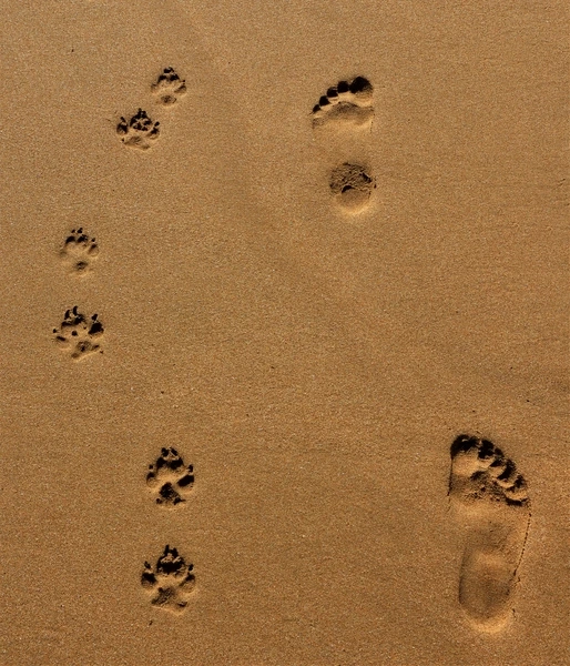Ein berührendes Bild von Menschenfüßen und Tierpfoten im Sand, das die natürliche Unterstützung durch Kolloide für Tiere von Colloimed symbolisiert.